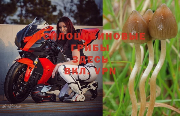 PSILOCYBIN Абдулино